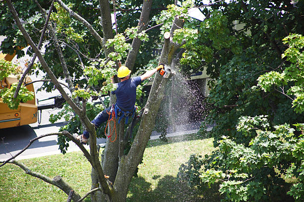 Lawn Renovation and Restoration in Gallipolis, OH