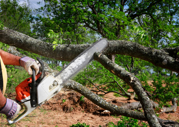 How Our Tree Care Process Works  in  Gallipolis, OH